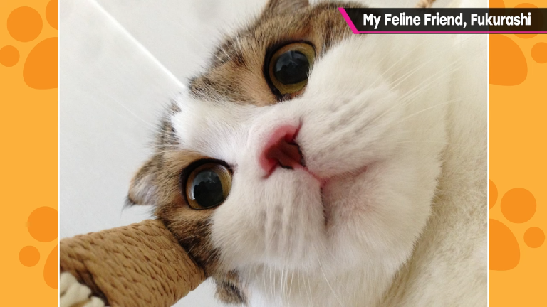Masahiro Sakurai hace video solicitado por fans sobre su gato